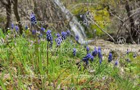 Attēlu rezultāti vaicājumam “Muscari neglectum”