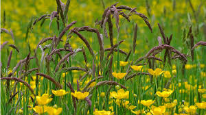 Attēlu rezultāti vaicājumam “Holcus lanatus  flower”