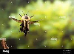 Attēlu rezultāti vaicājumam “Silphidae”