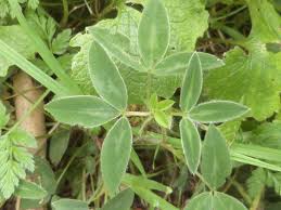 Attēlu rezultāti vaicājumam “Trifolium medium leaf”