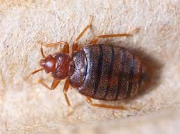 Image result for bed bugs