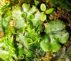 Attēlu rezultāti vaicājumam “Leiocolea rutheana cells”