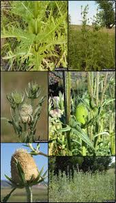 Attēlu rezultāti vaicājumam “Dipsacaceae”