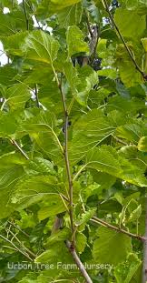 Attēlu rezultāti vaicājumam “Morus alba”