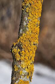 Attēlu rezultāti vaicājumam “Xanthoria parietina”