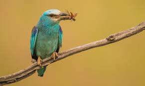 Attēlu rezultāti vaicājumam “Coracias garrulus adult”
