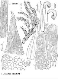 Attēlu rezultāti vaicājumam “Tomentypnum nitens”