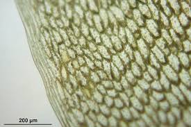 Attēlu rezultāti vaicājumam “Bryum schleicheri”