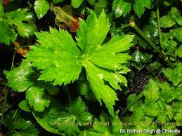 Attēlu rezultāti vaicājumam “Ranunculus elatior leaf”