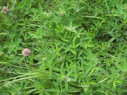 Attēlu rezultāti vaicājumam “Trifolium medium bud”