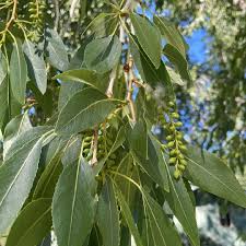 Attēlu rezultāti vaicājumam “Populus x gileadensis leaf”