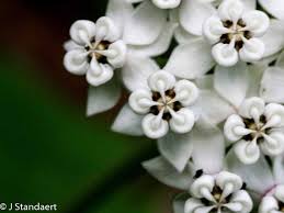 Attēlu rezultāti vaicājumam “Asclepiadaceae”