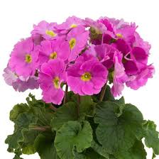 Image result for Primula obconica