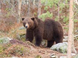 Attēlu rezultāti vaicājumam “Ursus arctos”