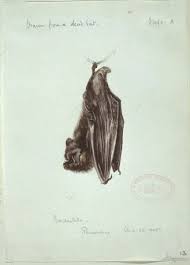 Attēlu rezultāti vaicājumam “Barbastella barbastellus”