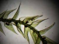 Attēlu rezultāti vaicājumam “Plagiothecium latebricola”