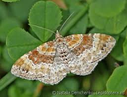 Attēlu rezultāti vaicājumam “Xanthorhoe spadicearia”