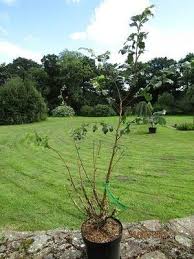 Attēlu rezultāti vaicājumam “Ulmus minor f. suberosa”