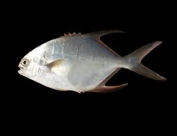 Image result for Trachinotus falcatus