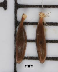 Attēlu rezultāti vaicājumam “Eriophorum gracile fruit”