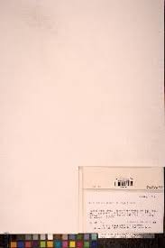 Attēlu rezultāti vaicājumam “Ditrichum flexicaule”