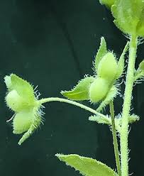 Attēlu rezultāti vaicājumam “Veronica persica flower”