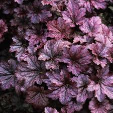 Image result for Heuchera `Palace Purple`