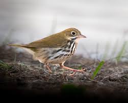 Image result for Seiurus aurocapilla