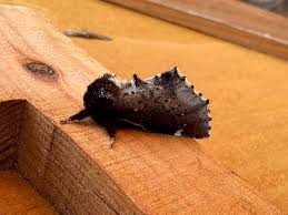 Attēlu rezultāti vaicājumam “Odontosia carmelita”