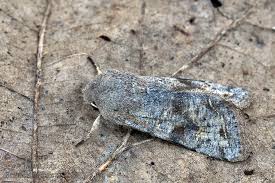 Attēlu rezultāti vaicājumam “Orthosia incerta”