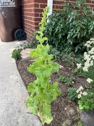 Attēlu rezultāti vaicājumam “Lactuca sativa flower”