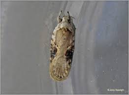 Attēlu rezultāti vaicājumam “Agonopterix alstromeriana”