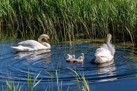 Image result for Sussex Swans