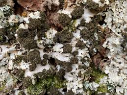 Attēlu rezultāti vaicājumam “Lobaria amplissima”