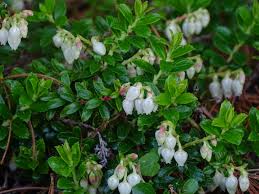 Attēlu rezultāti vaicājumam “Gaultheria cuneata”