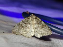 Attēlu rezultāti vaicājumam “Epirrita sp.”