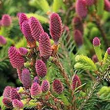 Attēlu rezultāti vaicājumam “Picea abies female flower”