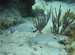 Image result for Lutjanus griseus