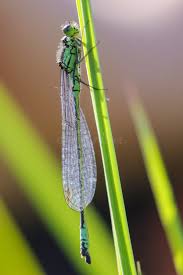 Attēlu rezultāti vaicājumam “Coenagrion armatum male”