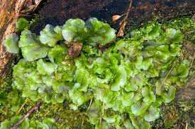Attēlu rezultāti vaicājumam “Pellia epiphylla sporophyte”