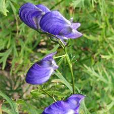 Image result for Aconitum napellus