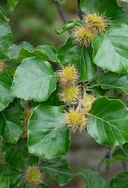 Attēlu rezultāti vaicājumam “Fagus sylvatica flower”