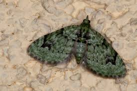 Attēlu rezultāti vaicājumam “Chloroclystis v-ata”