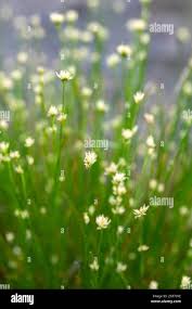 Attēlu rezultāti vaicājumam “Rhynchospora alba flower”