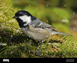 Attēlu rezultāti vaicājumam “Periparus ater”