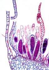 Attēlu rezultāti vaicājumam “Mnium hornum sporophyte”