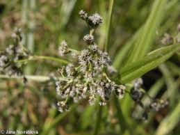 Attēlu rezultāti vaicājumam “Scirpus sylvaticus fruit”