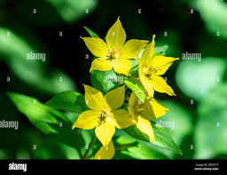 Attēlu rezultāti vaicājumam “Lysimachia punctata flower”