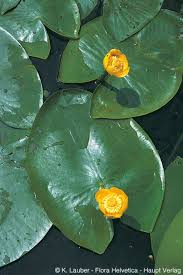 Attēlu rezultāti vaicājumam “Nuphar lutea leaf”