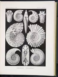 Image result for ernst haeckel